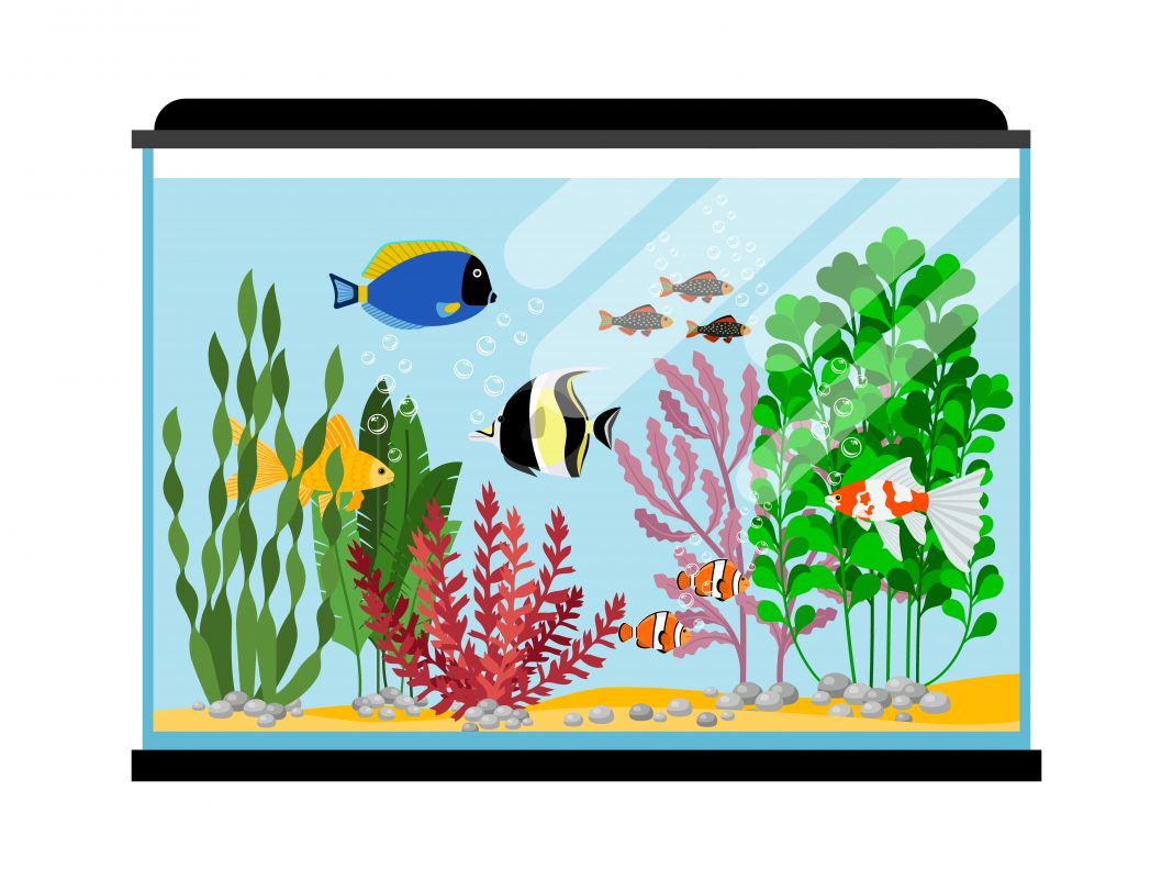 animasi vector aquarium aquascape