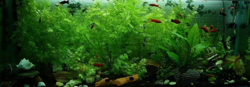 aquarium hiasan hutan