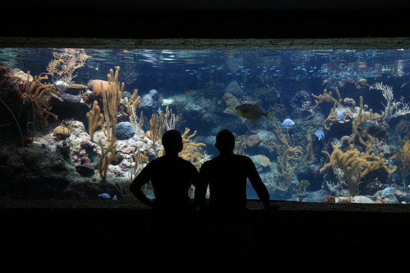 hiasan aquarium terumbu karang