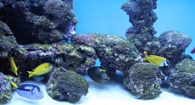 aquarium hiasan batu